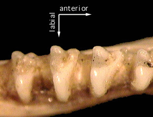 Eumetazoa