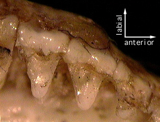 Chrysochlorinae