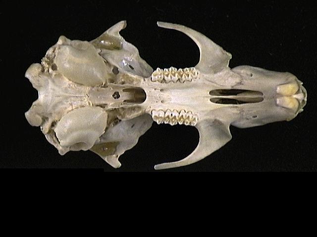 Vertebrata