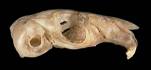 Deuterostomia