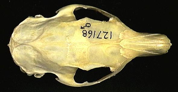 Deuterostomia