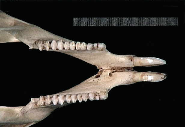 Diprotodontia