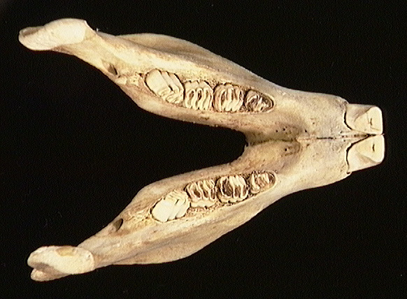 Eumetazoa