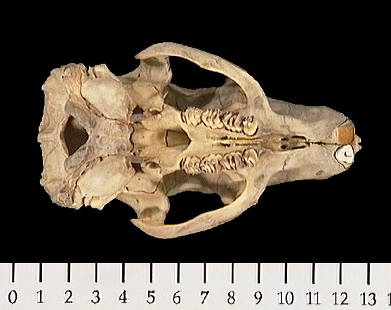 umnh395160.ventral