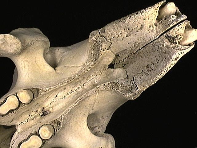 Vertebrata