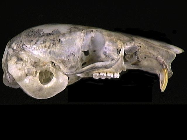 Vertebrata