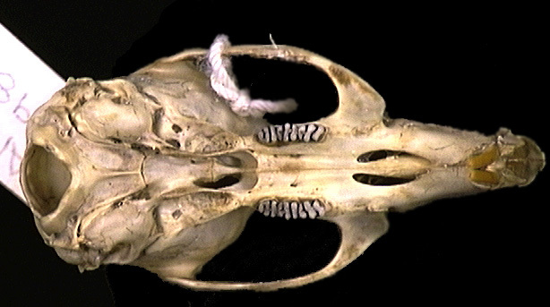 Vertebrata