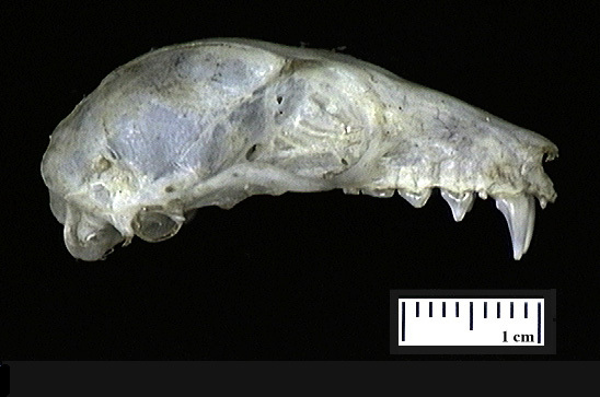 Pteropodidae