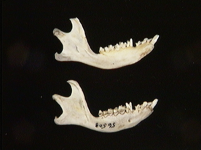 Vertebrata