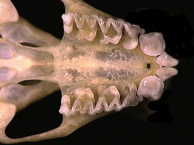 Eumetazoa