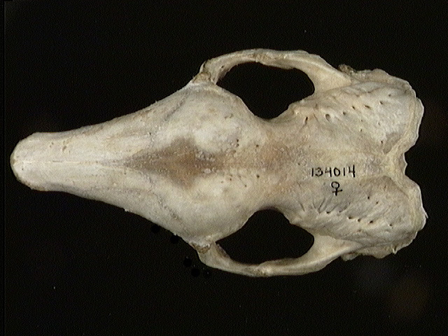 Deuterostomia