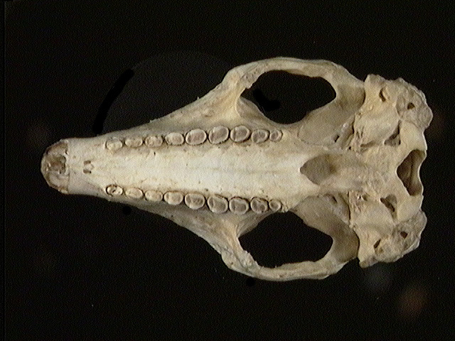 Deuterostomia