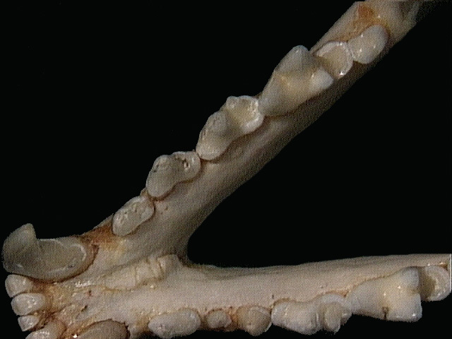 Vertebrata