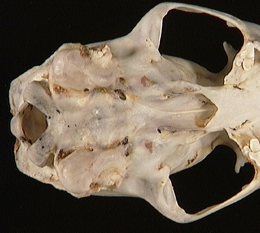 Eumetazoa