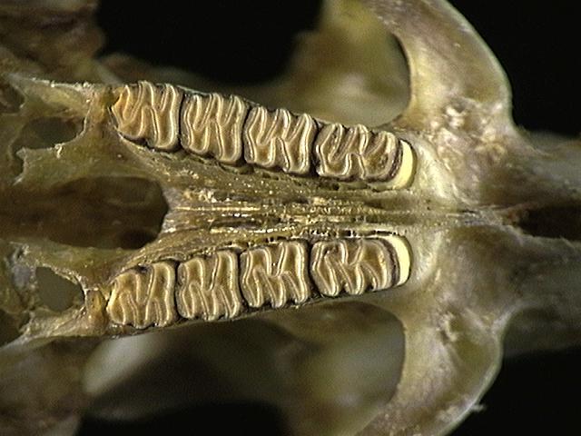 Synapsida