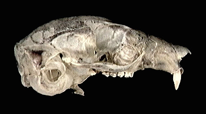 Deuterostomia