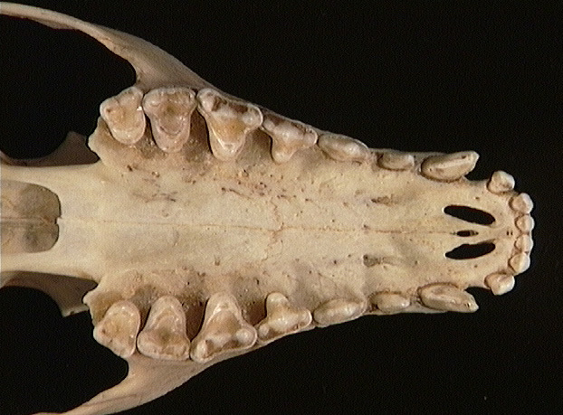 Euteleostomi