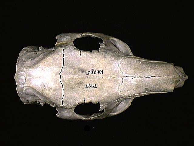 Vertebrata