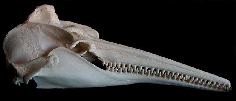 Amazon River Dolphin Skeleton River Dolphin, Dolphins,, 51% OFF