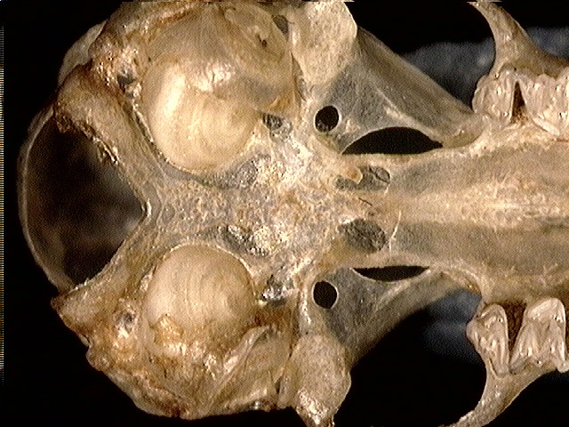 Craniata