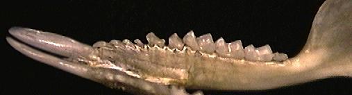 Vertebrata