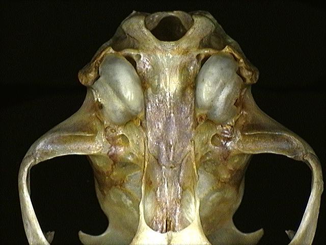 Vertebrata