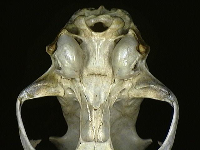 Eumetazoa