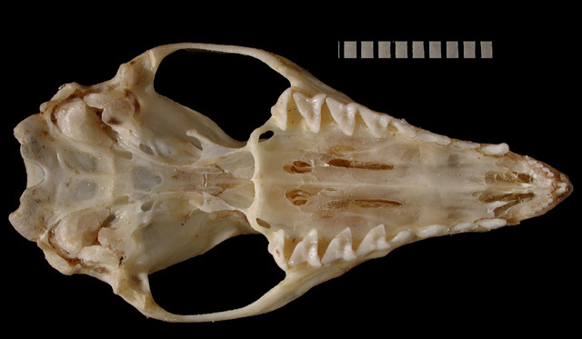 fuscatus_ventral