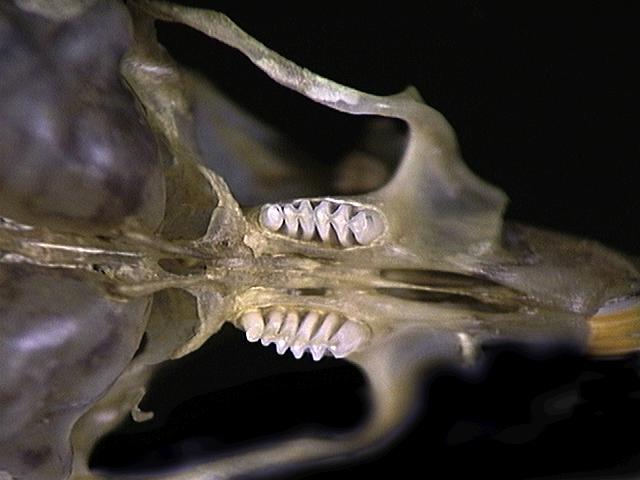 Vertebrata