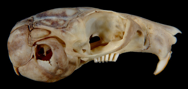 Eumetazoa