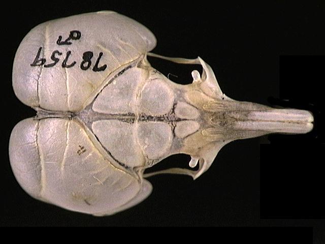 Microdipodops pallidus