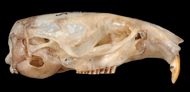 Deuterostomia