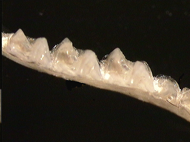 Miniopterus australis