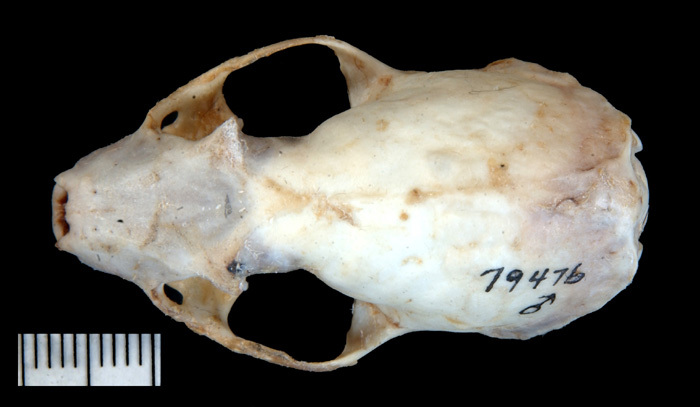 Mustela Frenata Skull