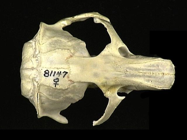 Deuterostomia