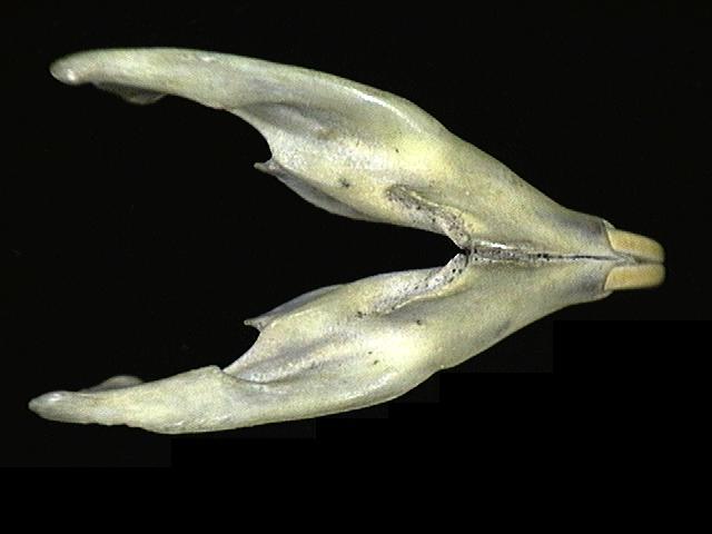 Eumetazoa