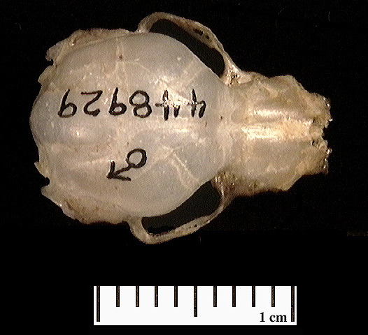 Myzopodidae