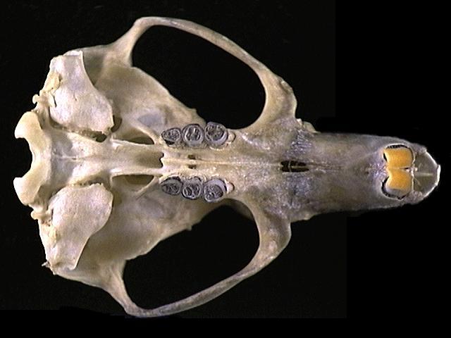 Eumetazoa