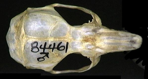 Deuterostomia