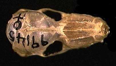 Nyctiellus lepidus