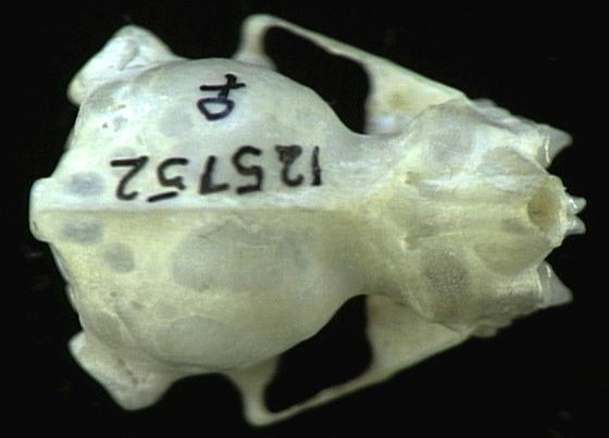 Eumetazoa