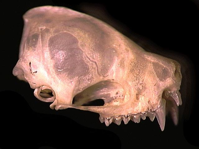 Vertebrata