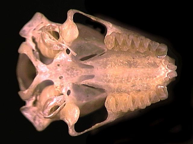 Noctilionidae