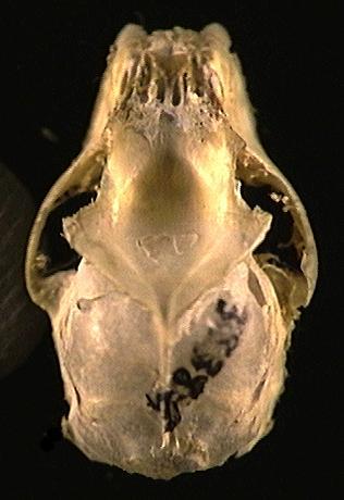 Deuterostomia