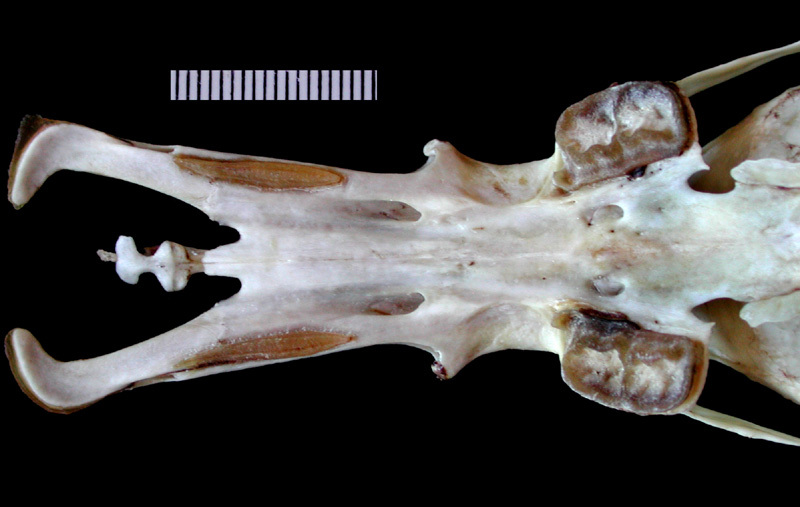 Deuterostomia