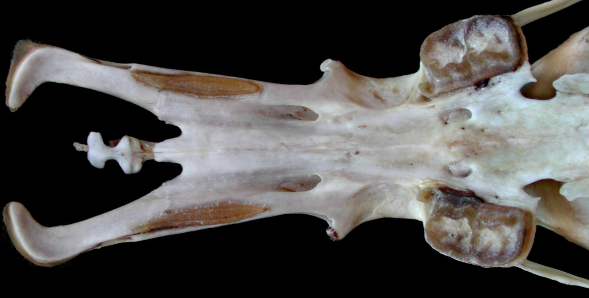 Eumetazoa