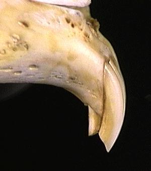 Craniata