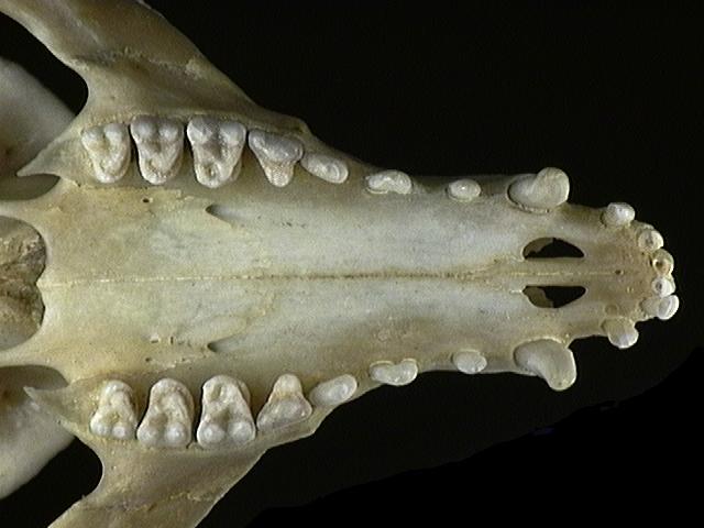 Deuterostomia