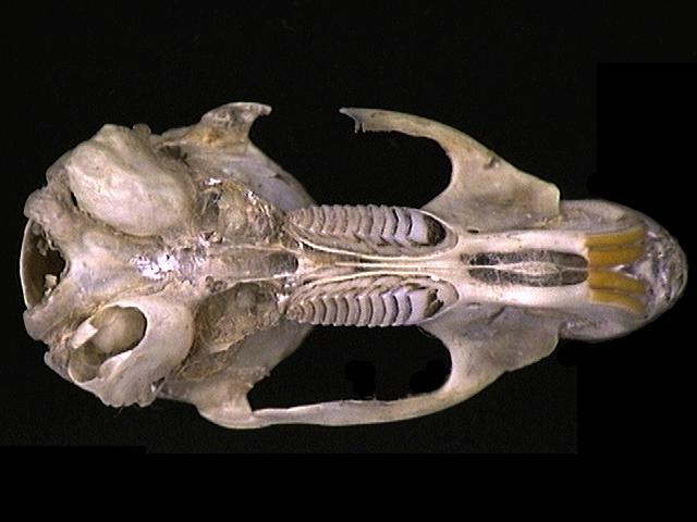 Otomys angoniensis