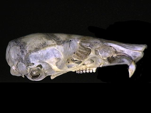 Vertebrata